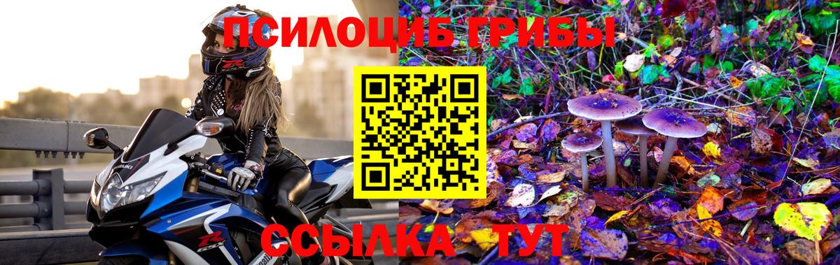 где можно купить наркотик  Вход с VPN  Зеленокумск  Псилоцибиновые грибы мицелий 
